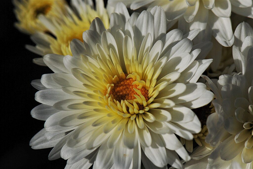 chrysant vrouw menopause klachten overgang