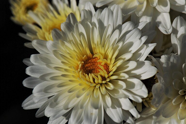chrysant vrouw menopause klachten overgang