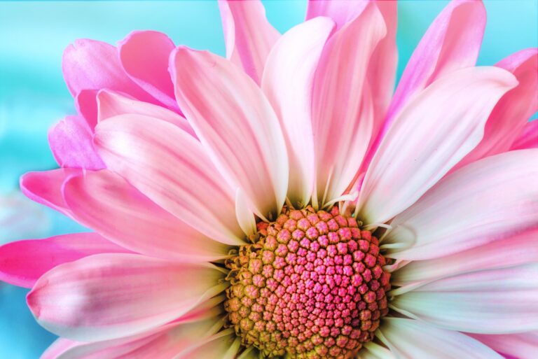 bloem, traject voor vrouwen, menopause
